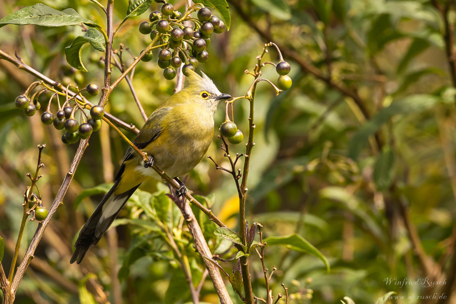 image Long-tailed Silky-flycatcher